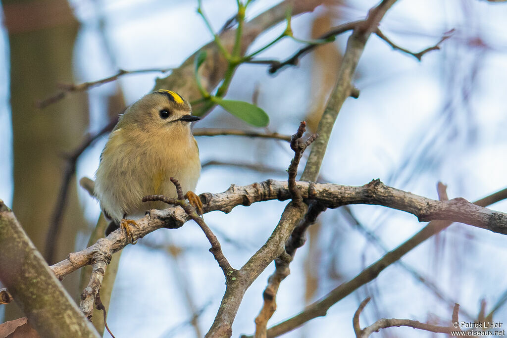 Goldcrest