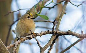 Goldcrest