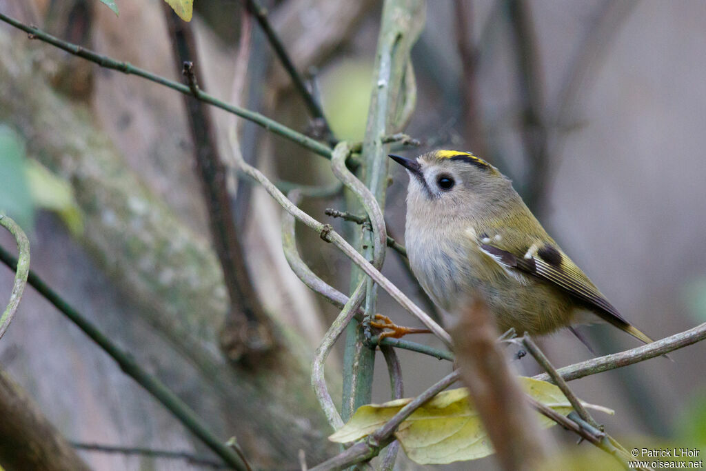 Goldcrest