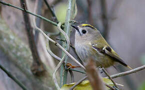 Goldcrest