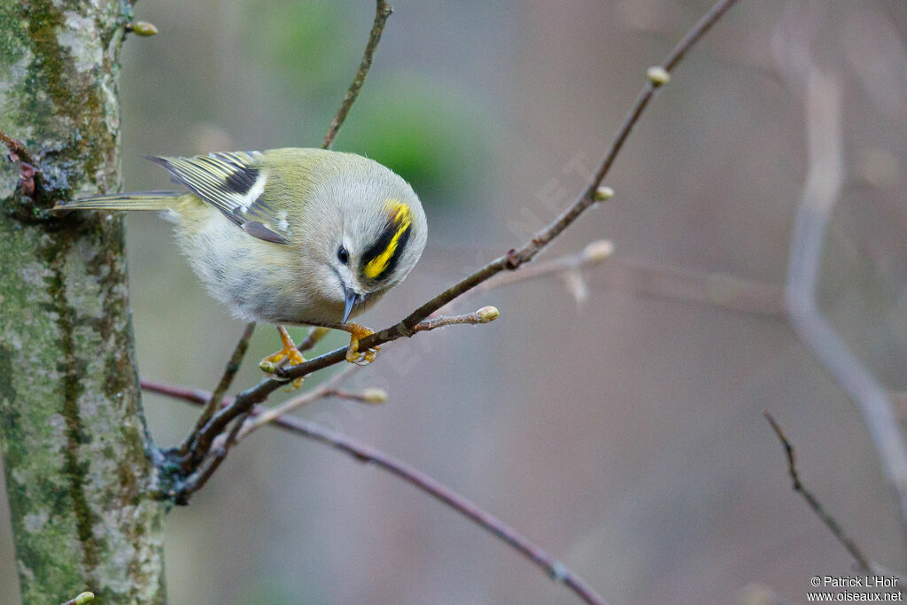 Goldcrest