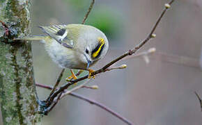 Goldcrest