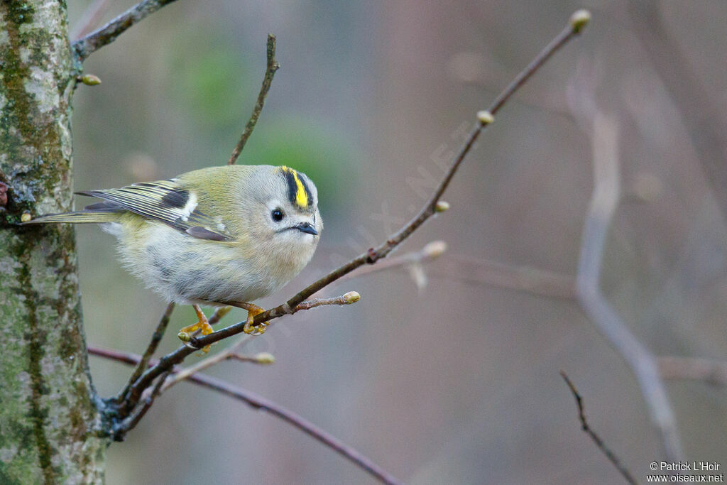 Goldcrest