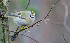 Goldcrest