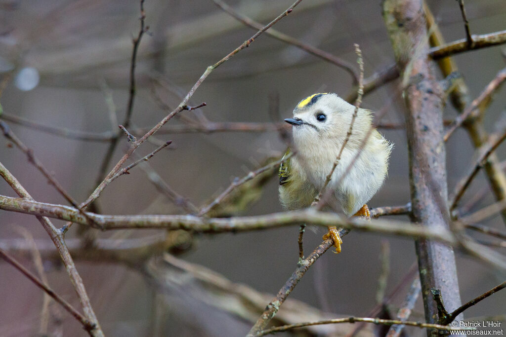 Goldcrest