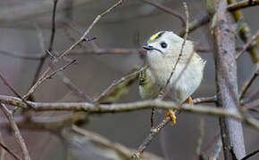 Goldcrest