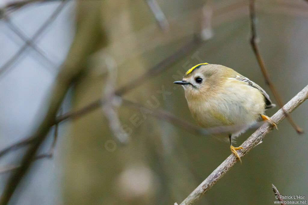 Goldcrest