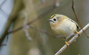 Goldcrest