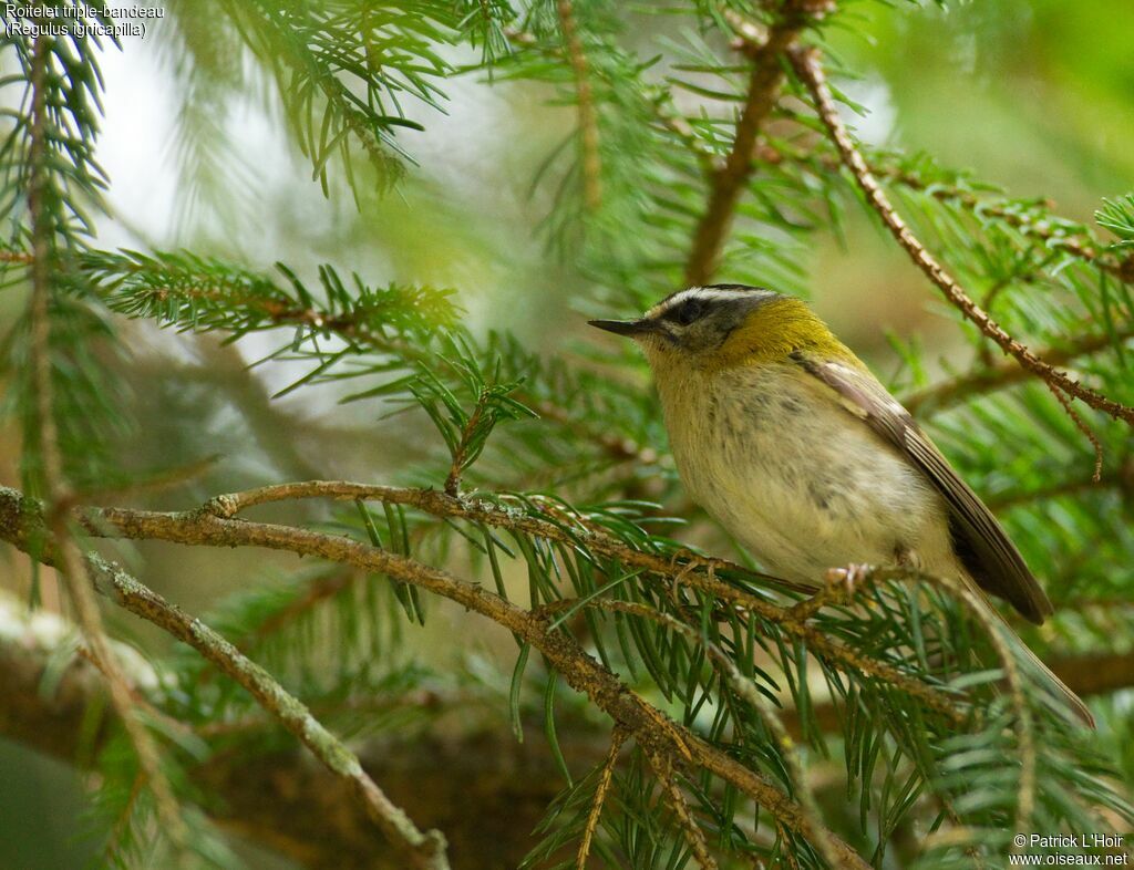 Common Firecrest