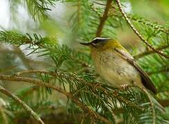 Common Firecrest