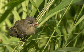 Common Firecrest