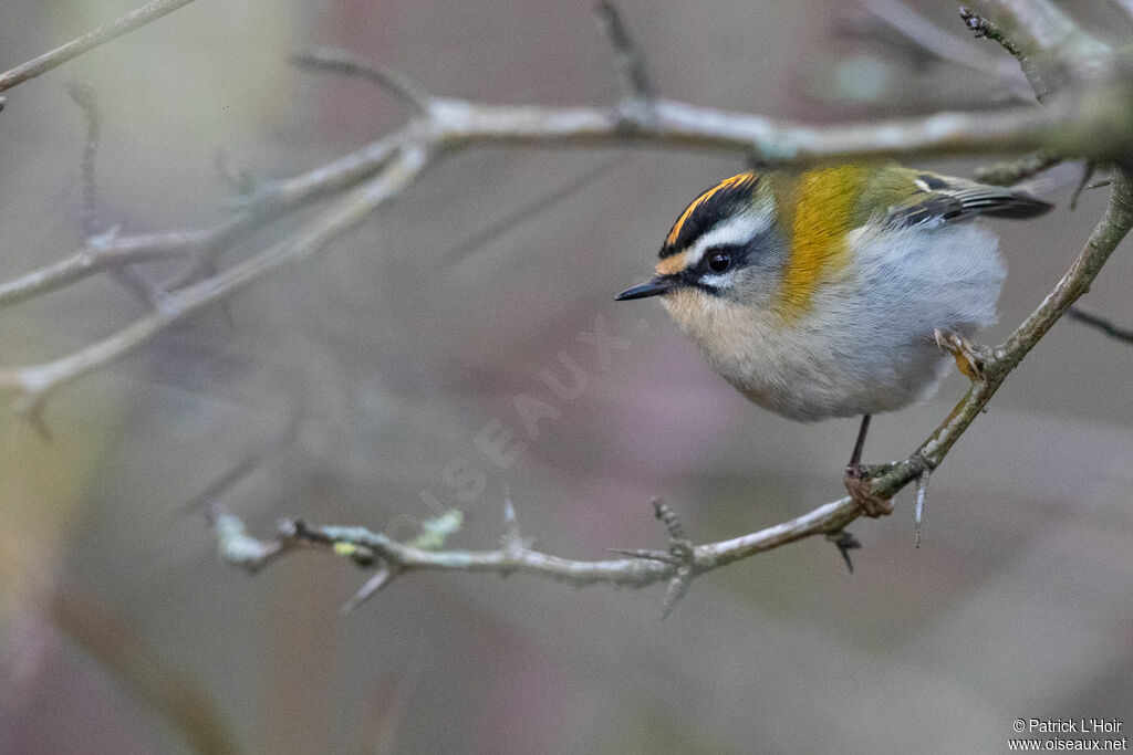 Common Firecrest