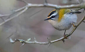 Common Firecrest