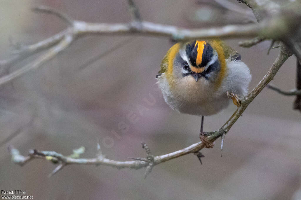 Common Firecrest male adult, close-up portrait