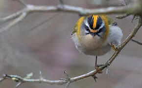 Common Firecrest