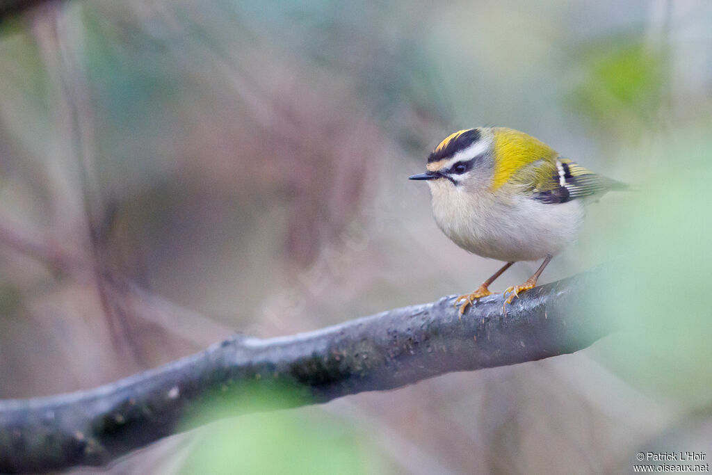 Common Firecrest