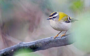 Common Firecrest