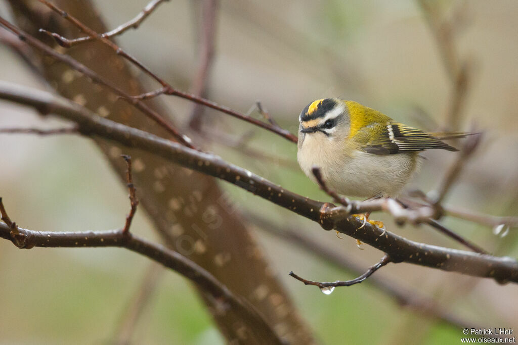 Common Firecrest