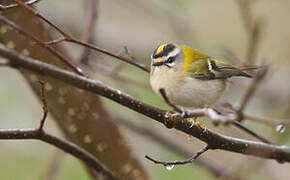 Common Firecrest