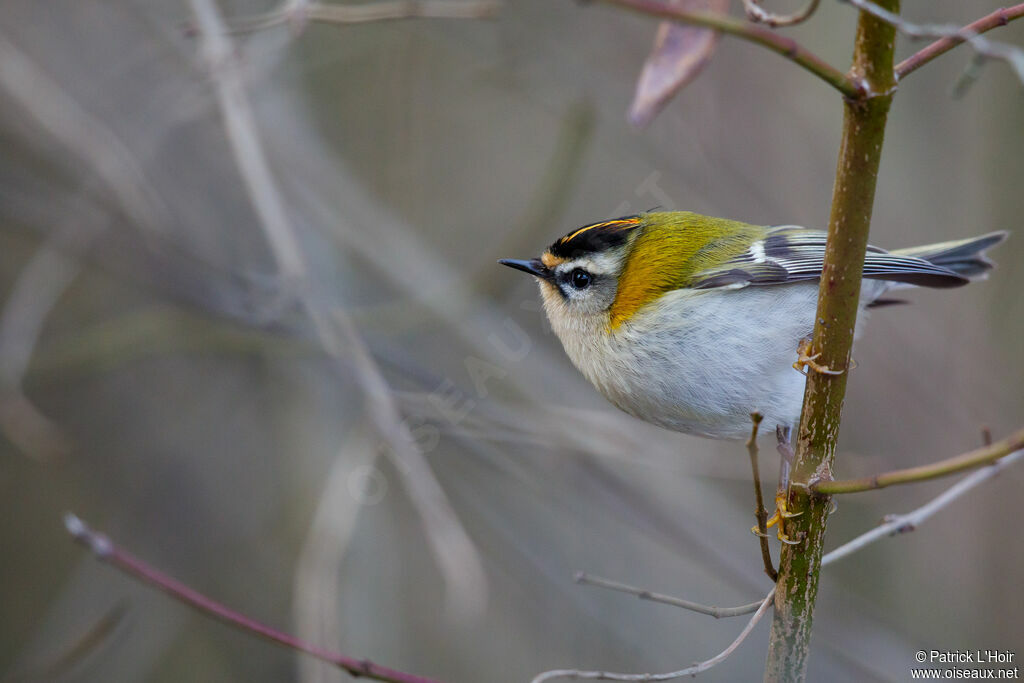 Common Firecrest