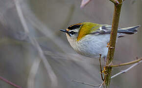 Common Firecrest