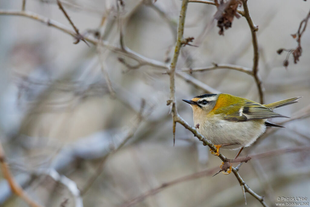 Common Firecrest