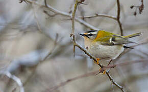 Common Firecrest