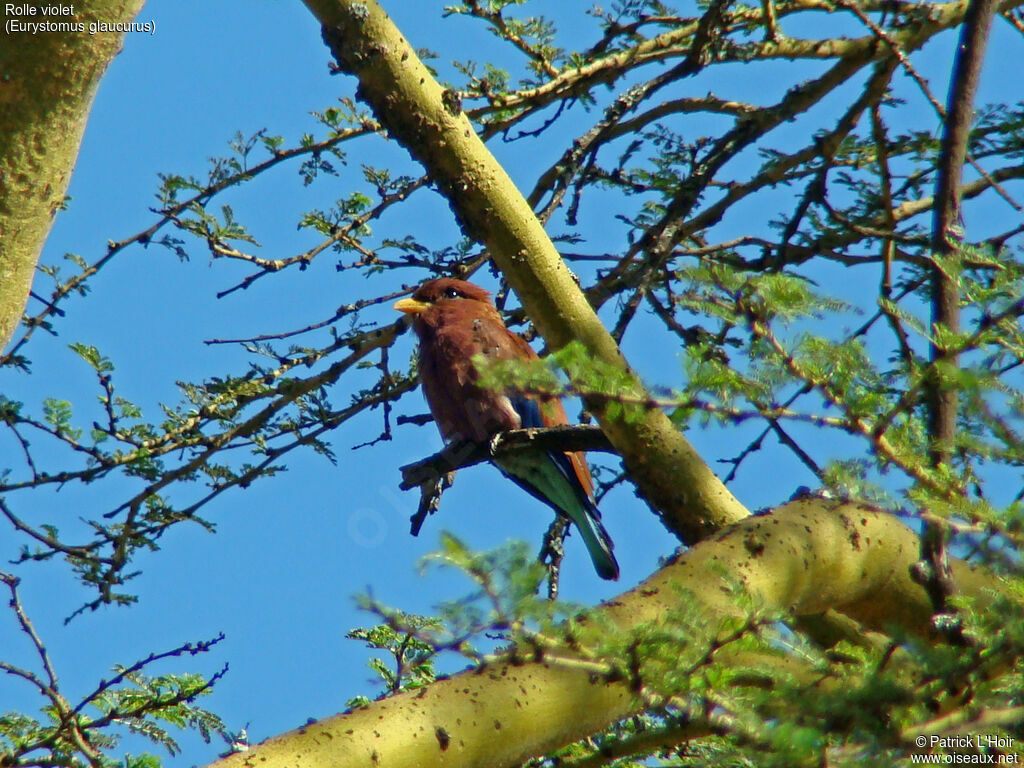 Broad-billed Roller