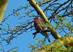 Broad-billed Roller