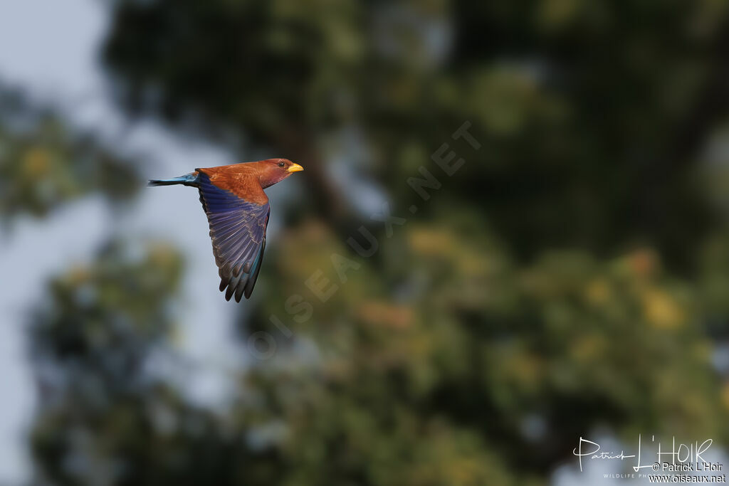 Broad-billed Roller