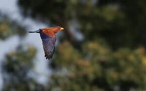 Broad-billed Roller