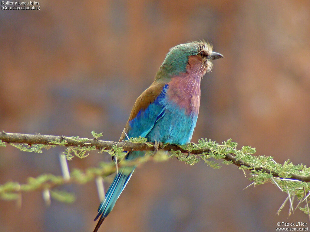 Lilac-breasted Roller