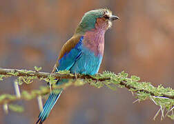 Lilac-breasted Roller