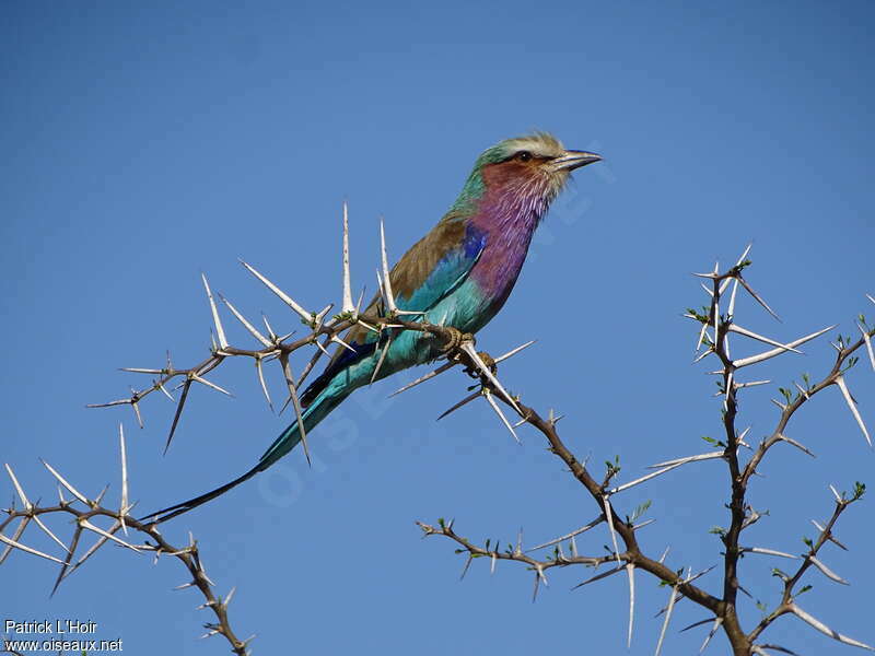 Lilac-breasted Roller, fishing/hunting