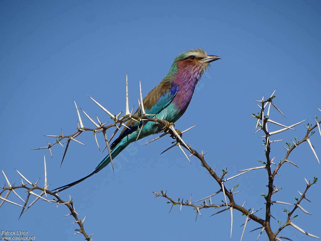 Lilac-breasted Roller, fishing/hunting