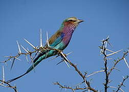 Lilac-breasted Roller