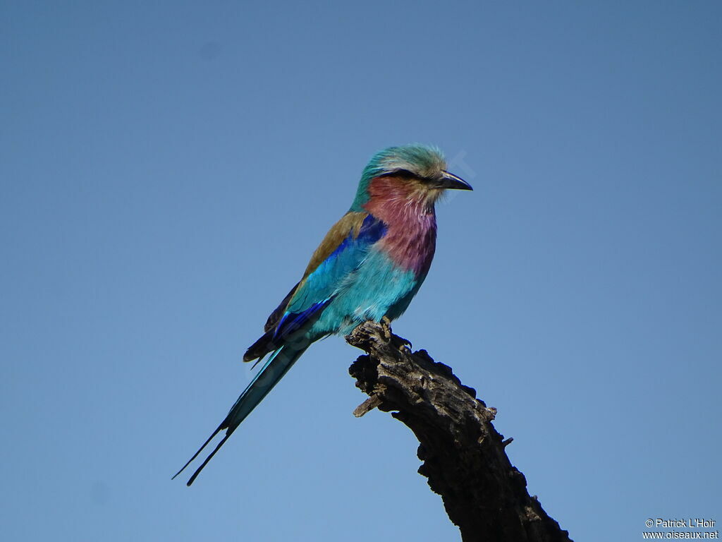 Lilac-breasted Roller