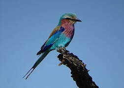 Lilac-breasted Roller