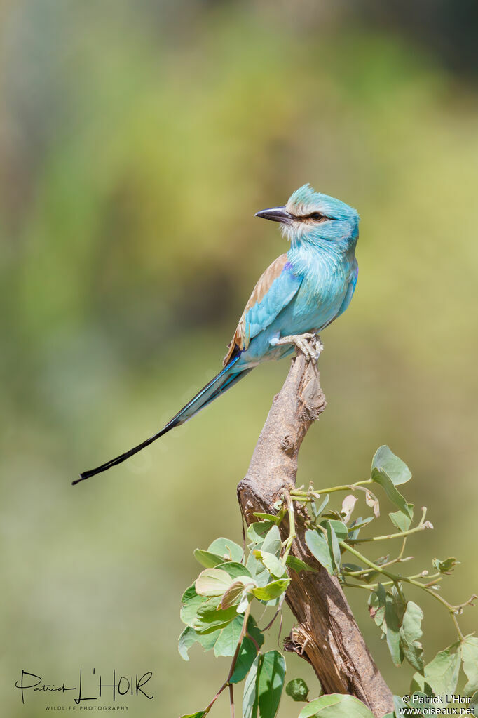 Abyssinian Roller