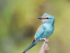 Abyssinian Roller