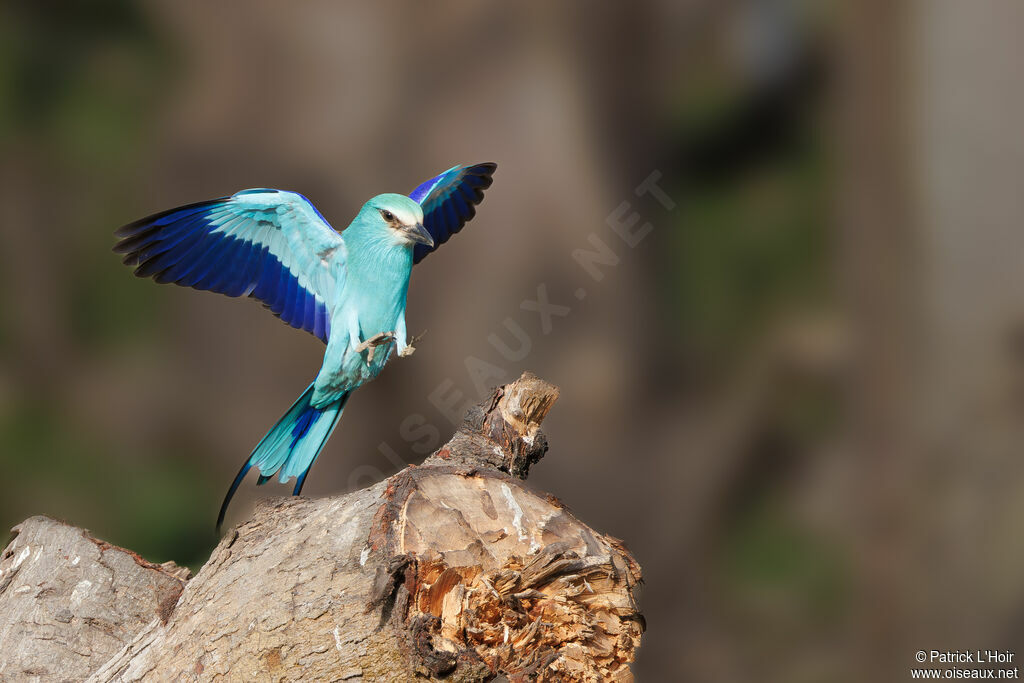 Abyssinian Roller