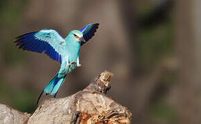 Abyssinian Roller