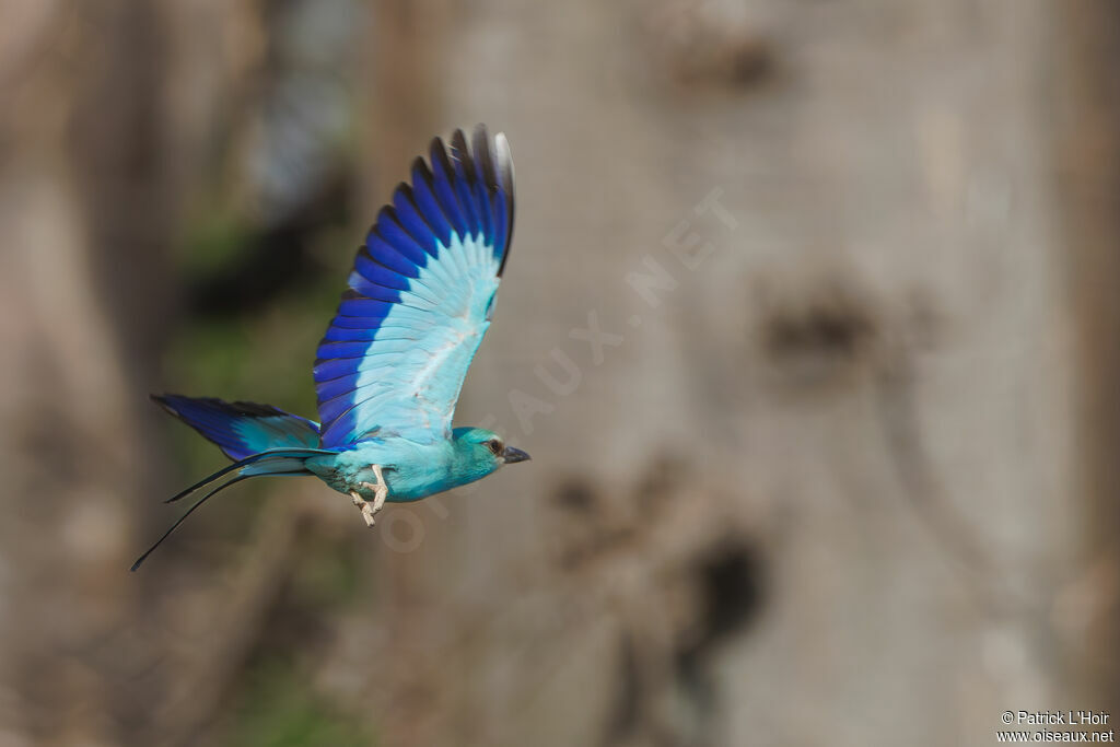 Abyssinian Roller