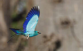 Abyssinian Roller