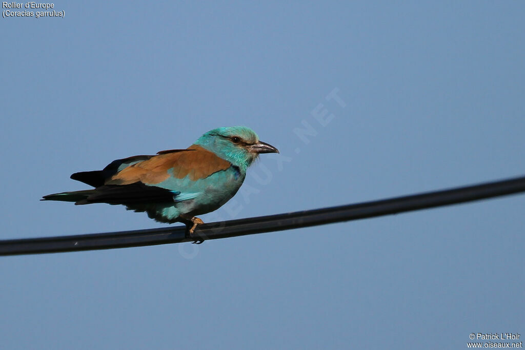 European Roller