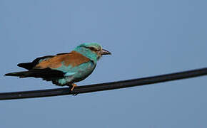 European Roller