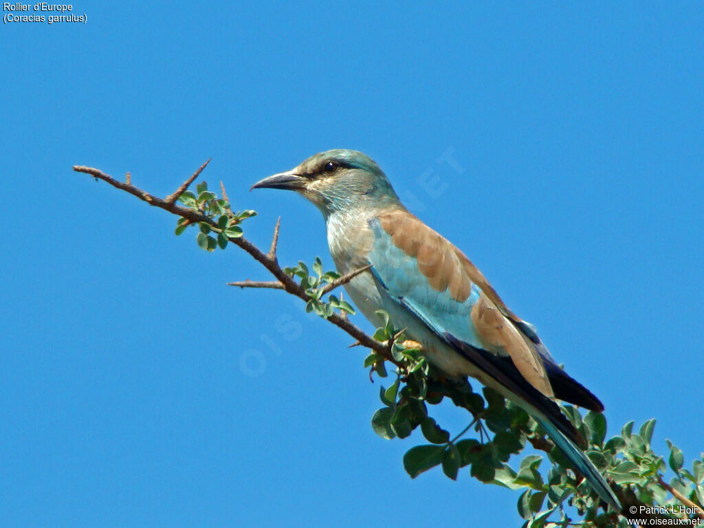 European Roller