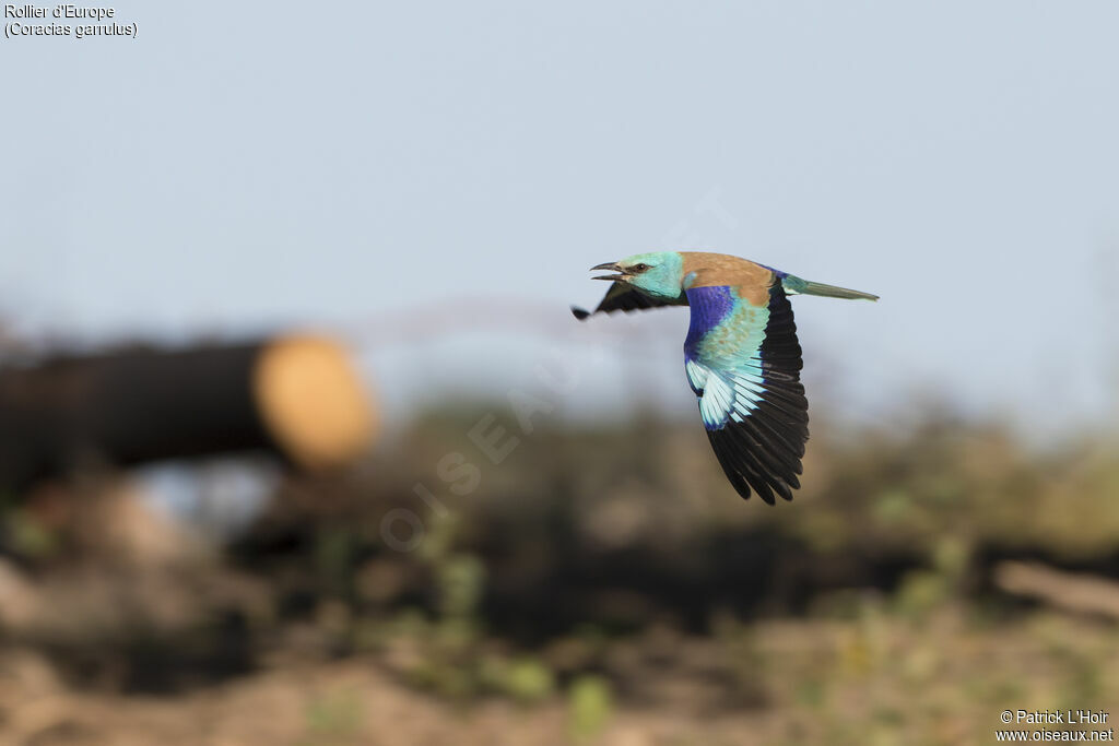 European Rolleradult, close-up portrait, Flight