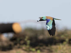 European Roller