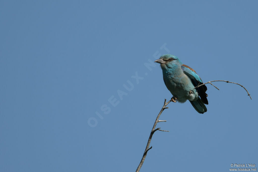 European Roller